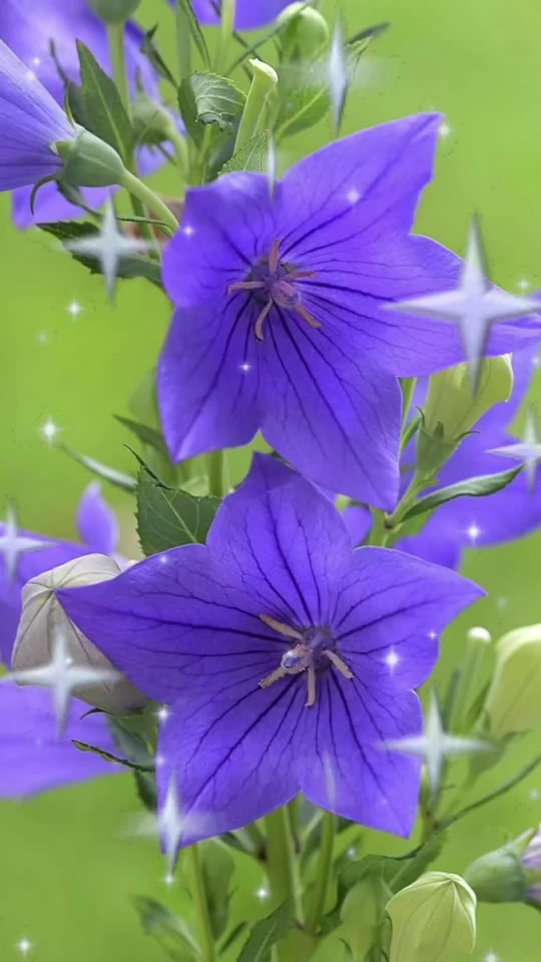 @Nazia Bhati🌷