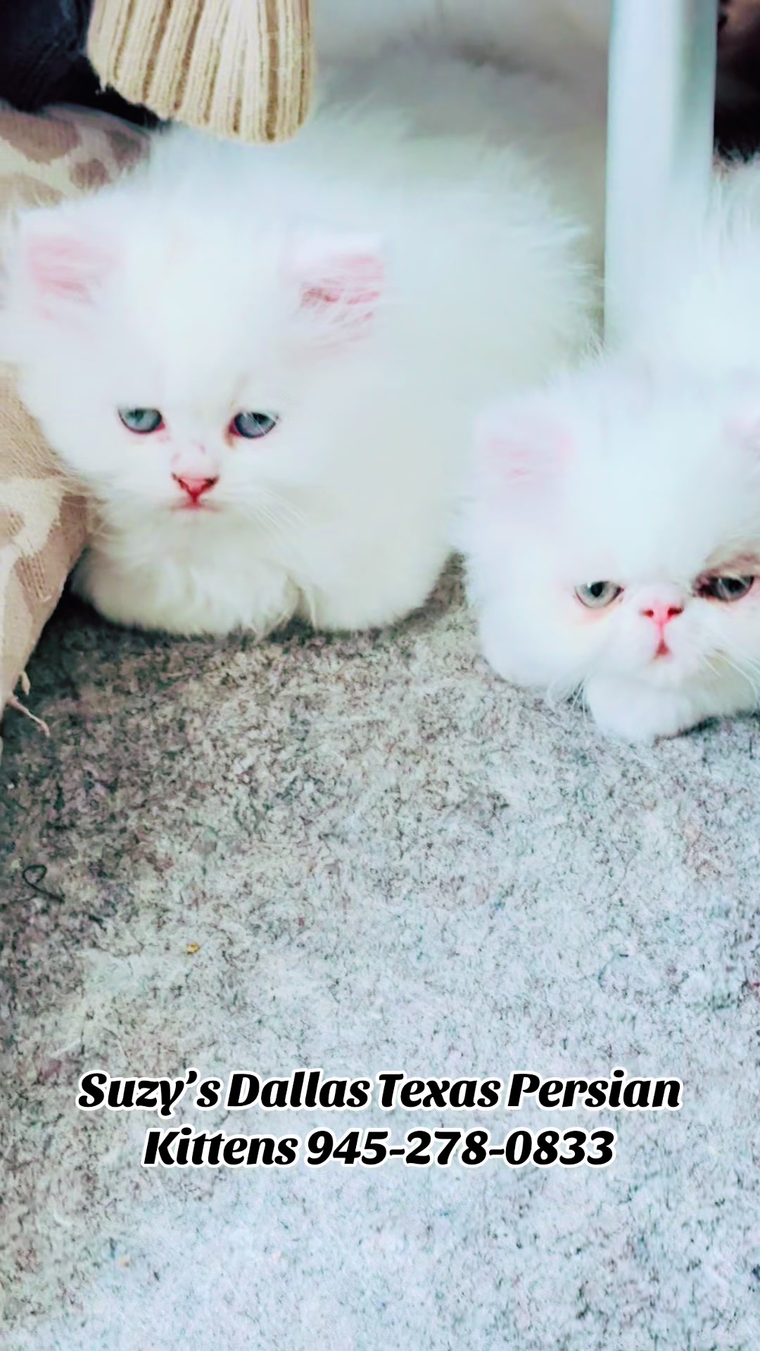 @PersianKitten