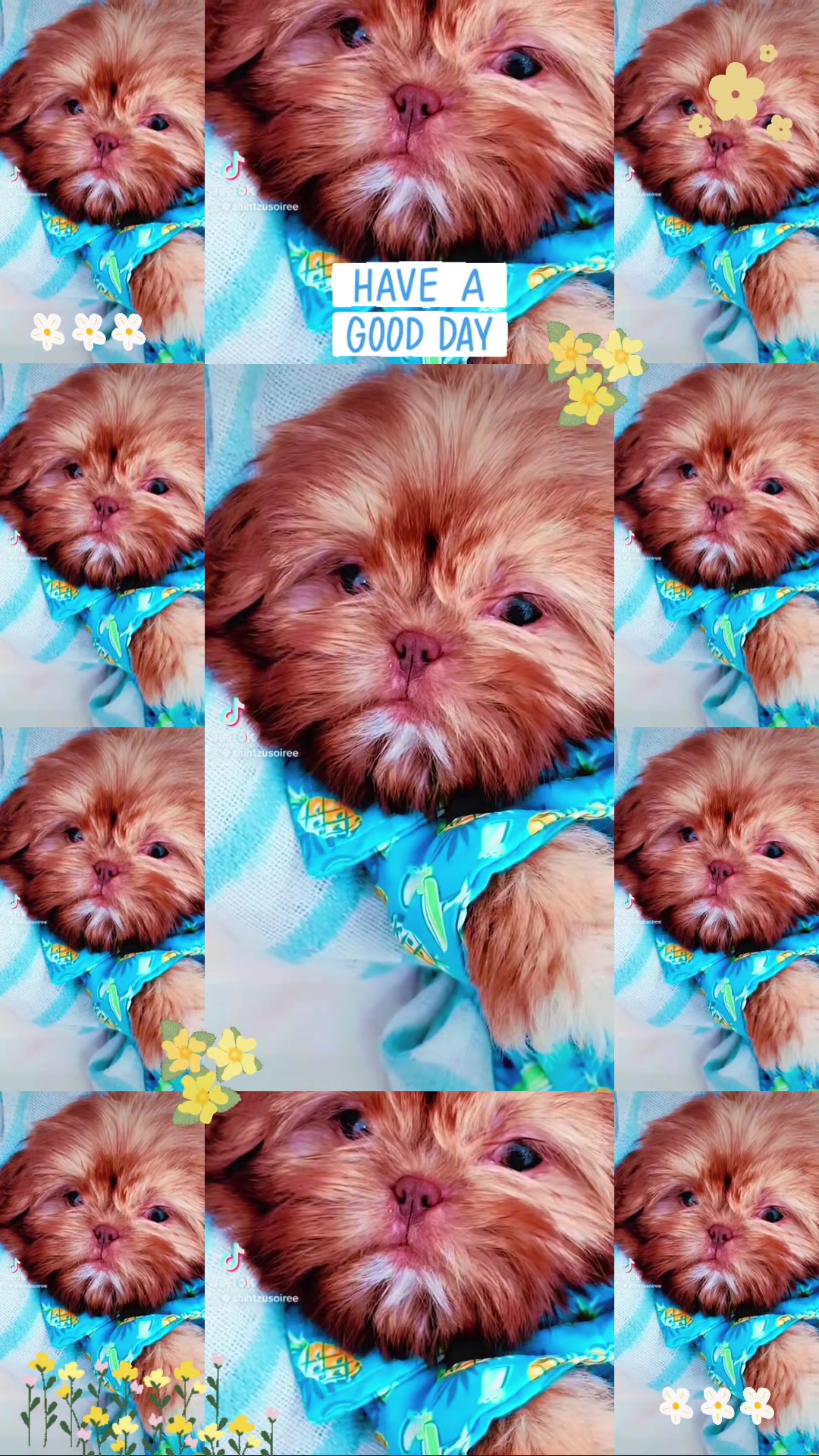@SHIHTZU SOIR&Eacute;E