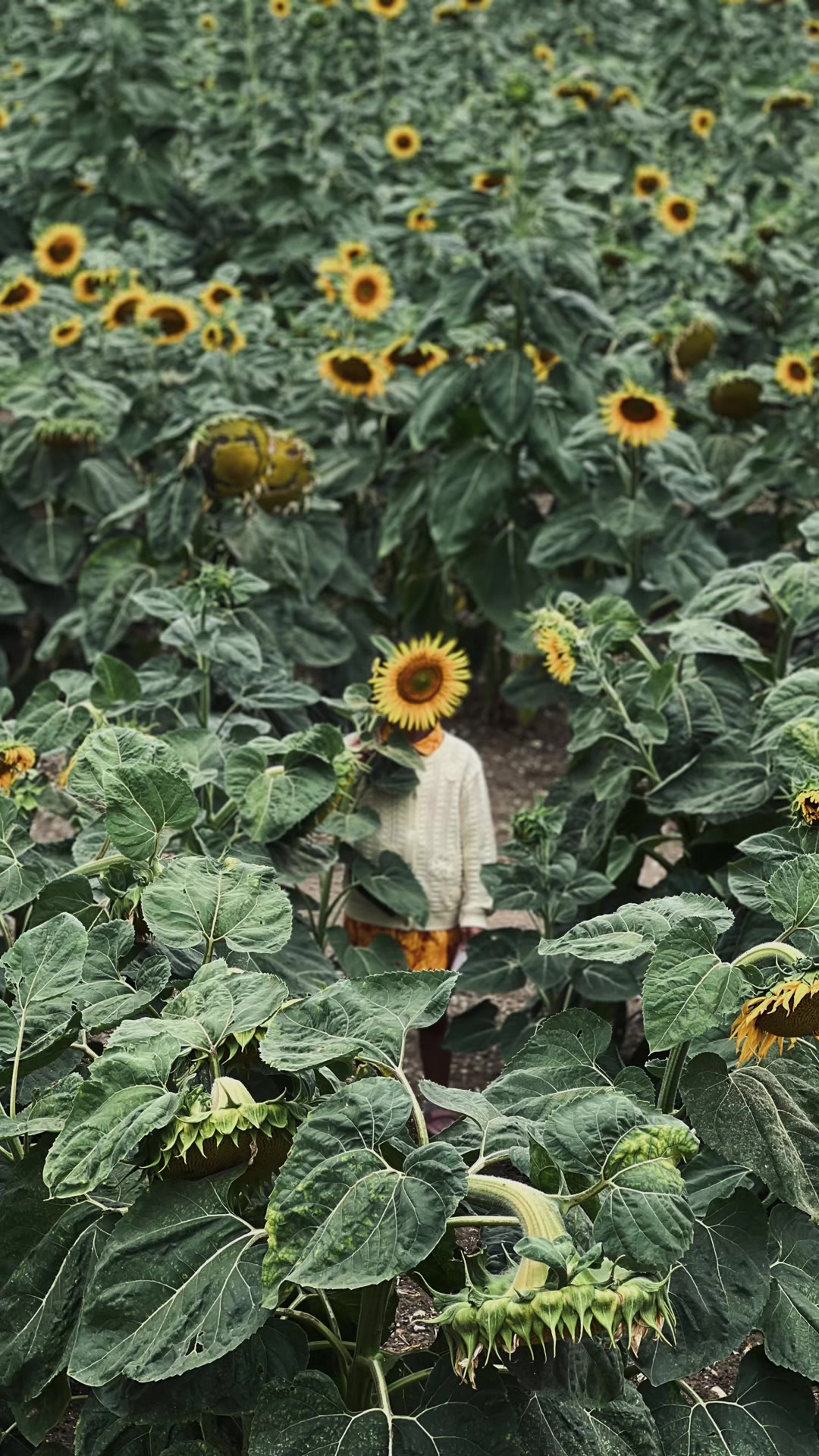 @fearbán flowers ☘️