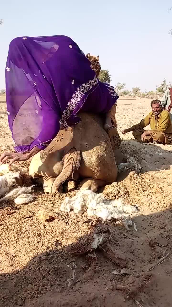 @Sakina 🐪
