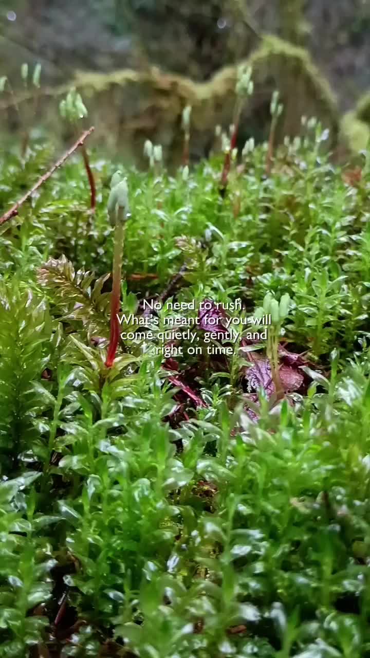@Humbled.me 🌲PNW Gardener