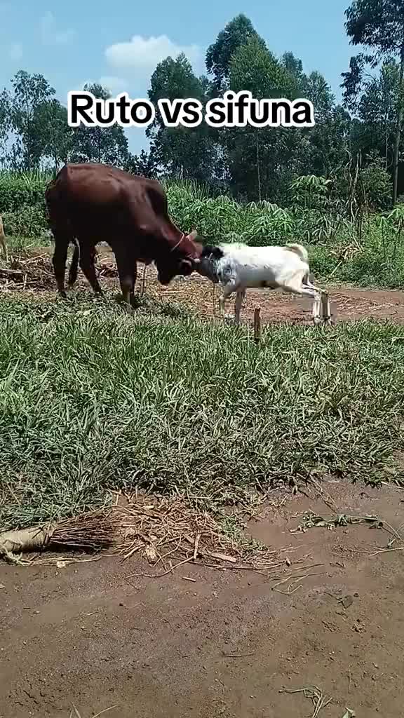 @🇰🇪funny254politics🇰🇪🤣🫵