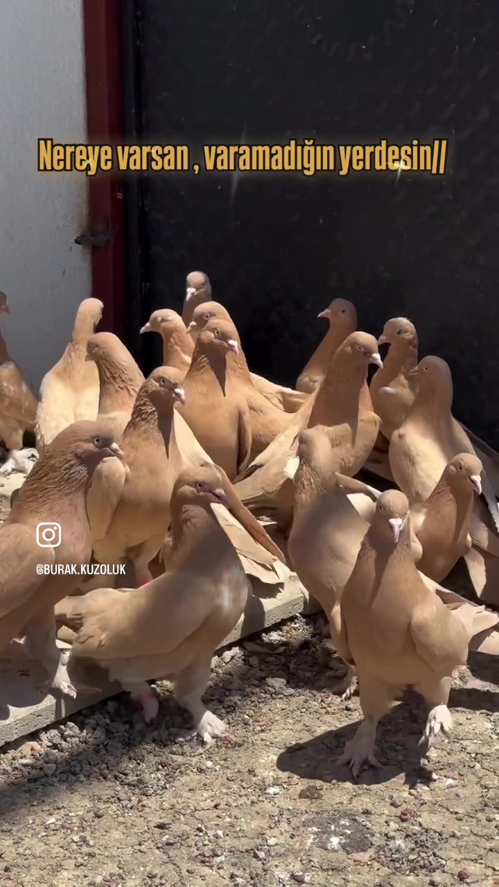 @burak.KUZOLUK [ Kuşlar Vadisi