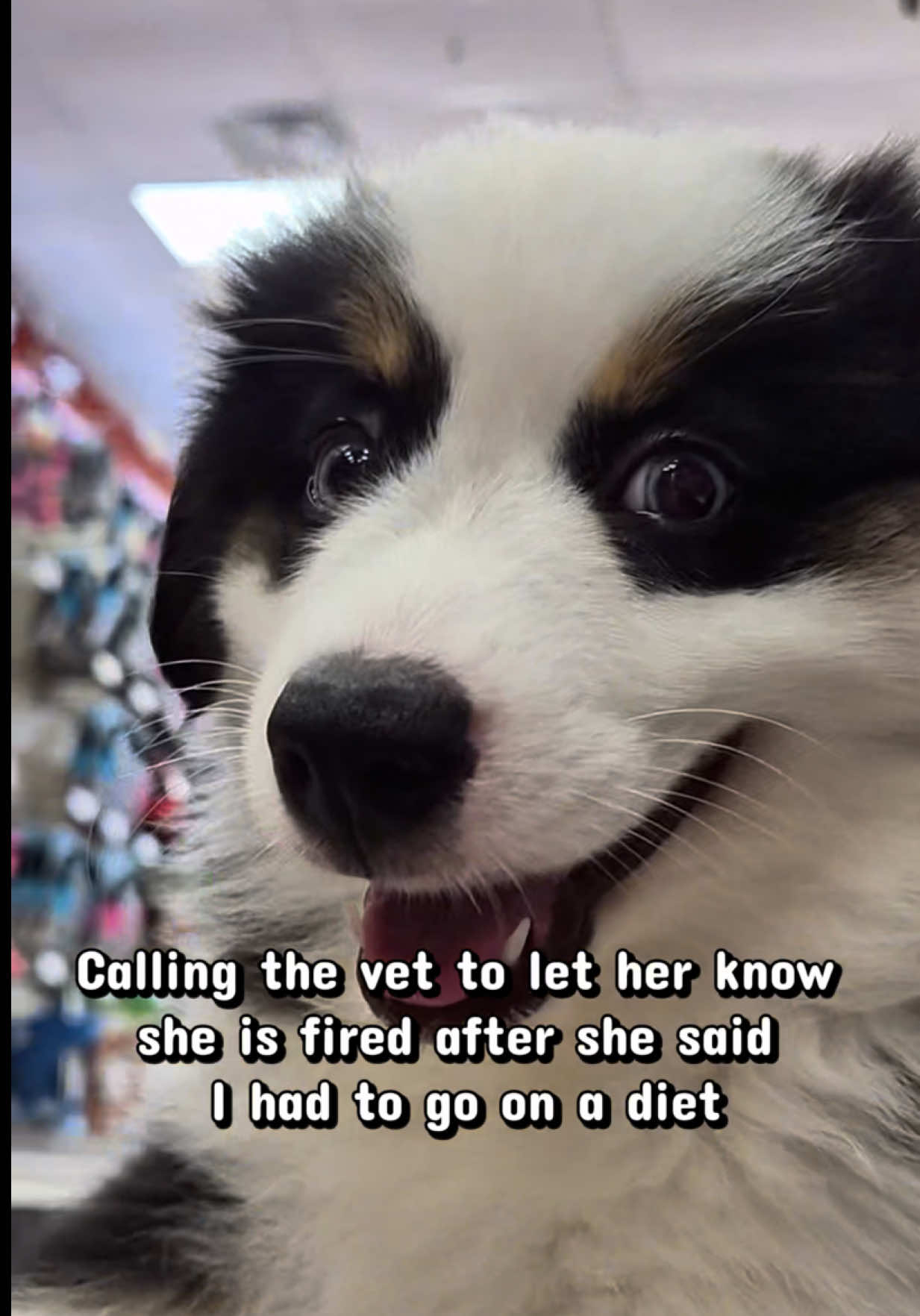 @Petland Oklahoma City