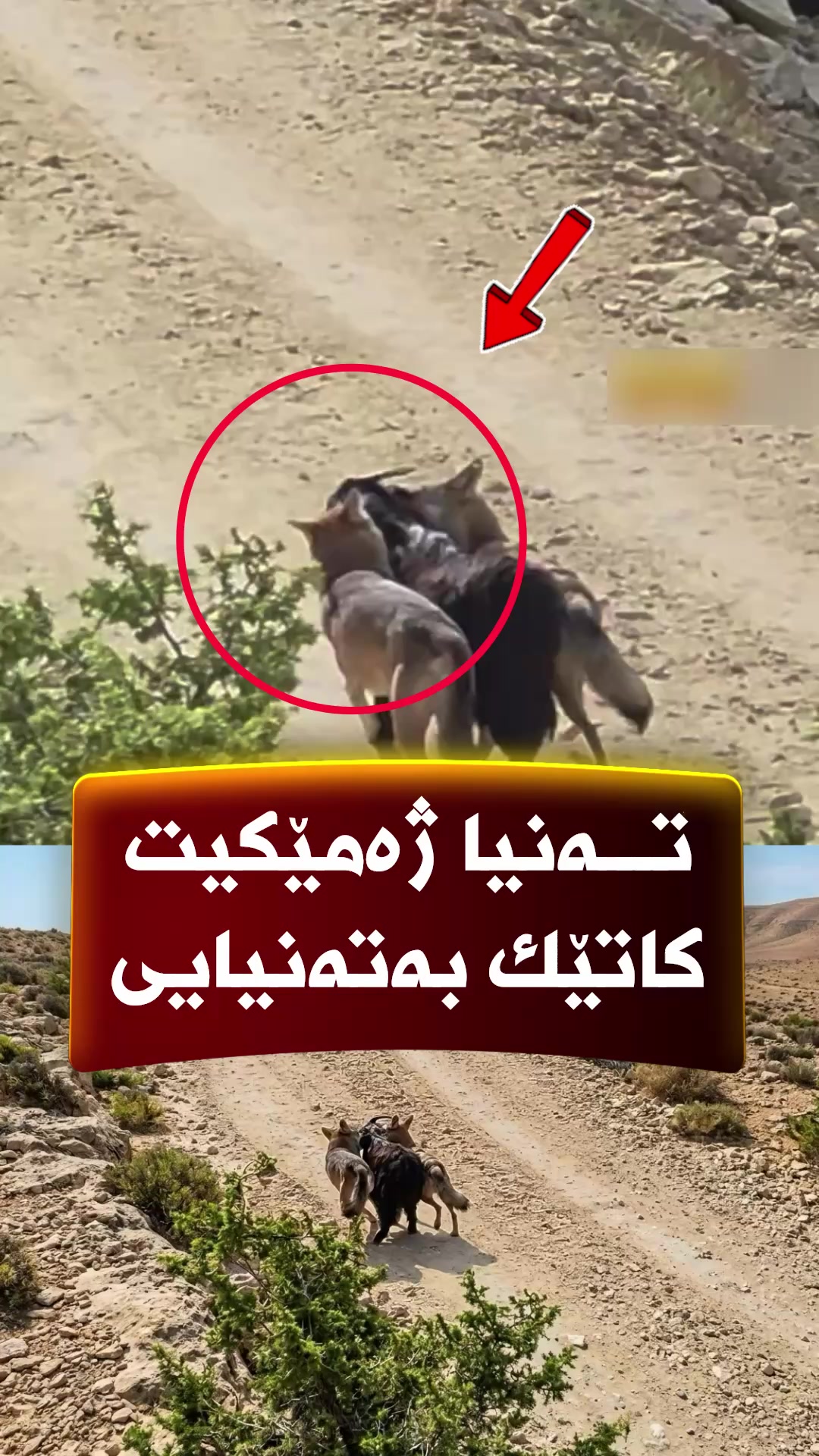 @جیگر هـــەركی🎤📺