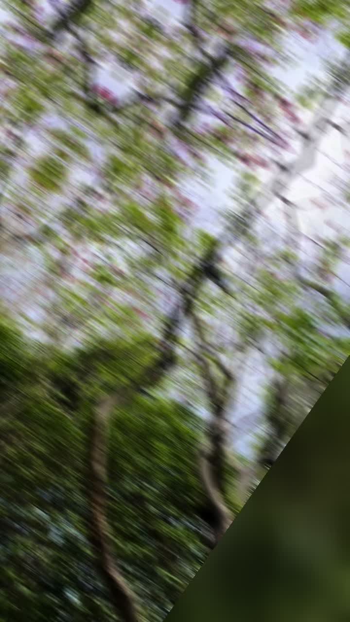 @Estan Tree Specialist