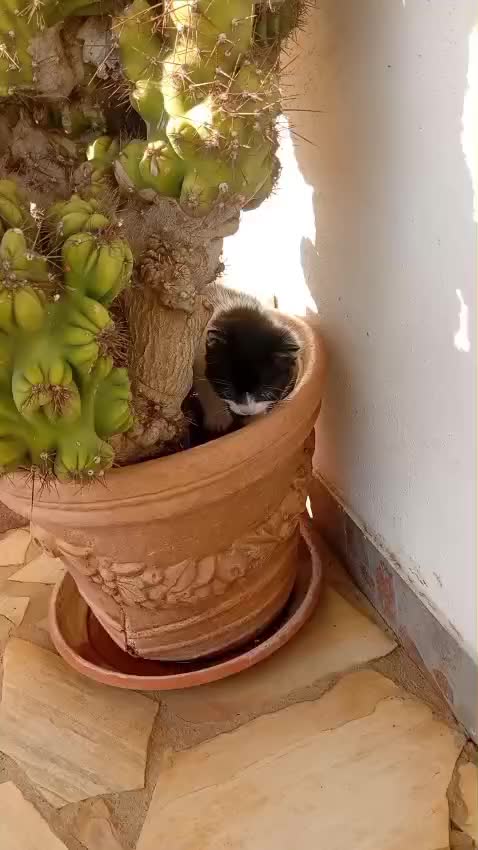 @Ily la fragolina di tik tok 🍓