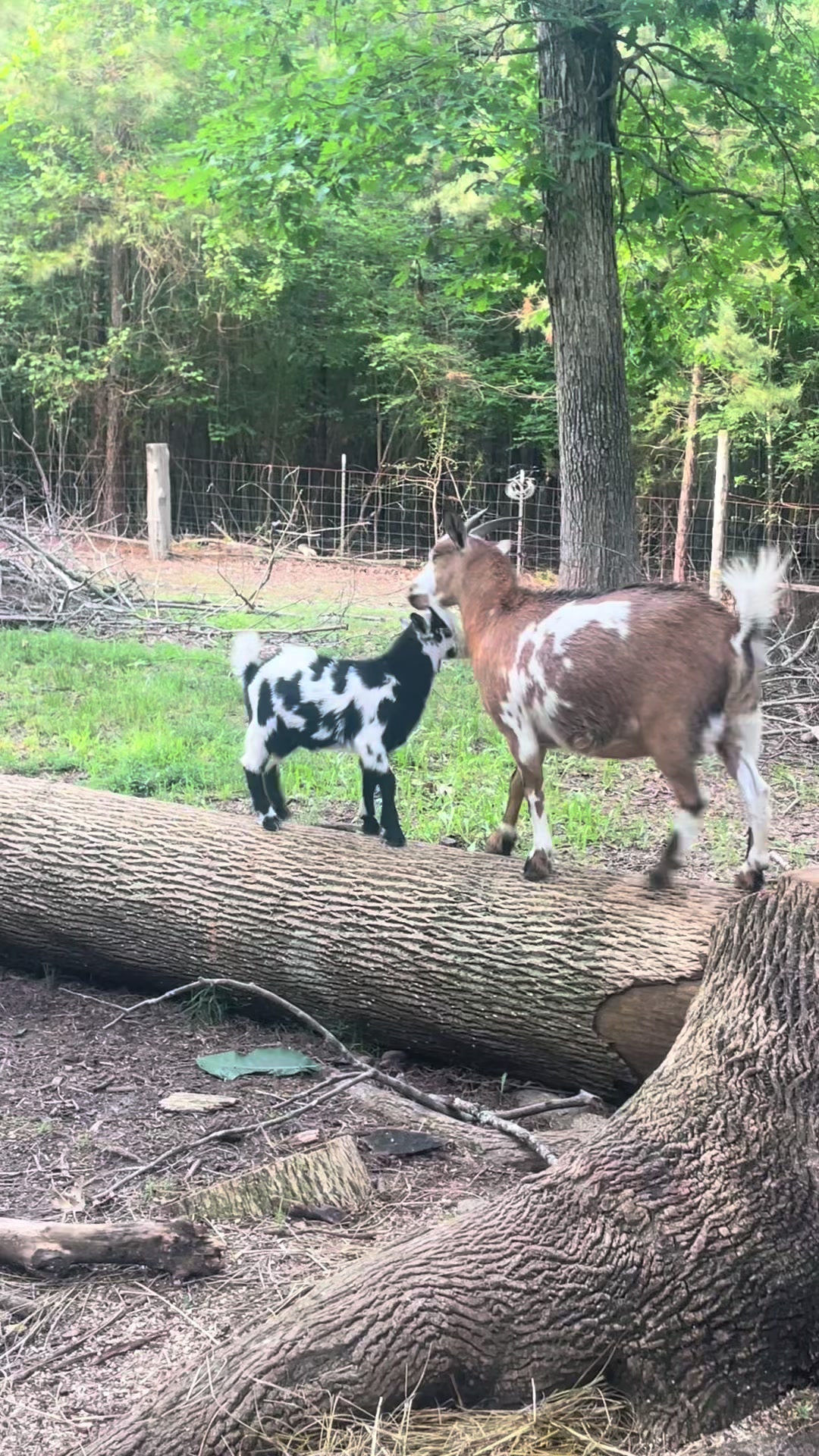 @Gray Acres Homestead