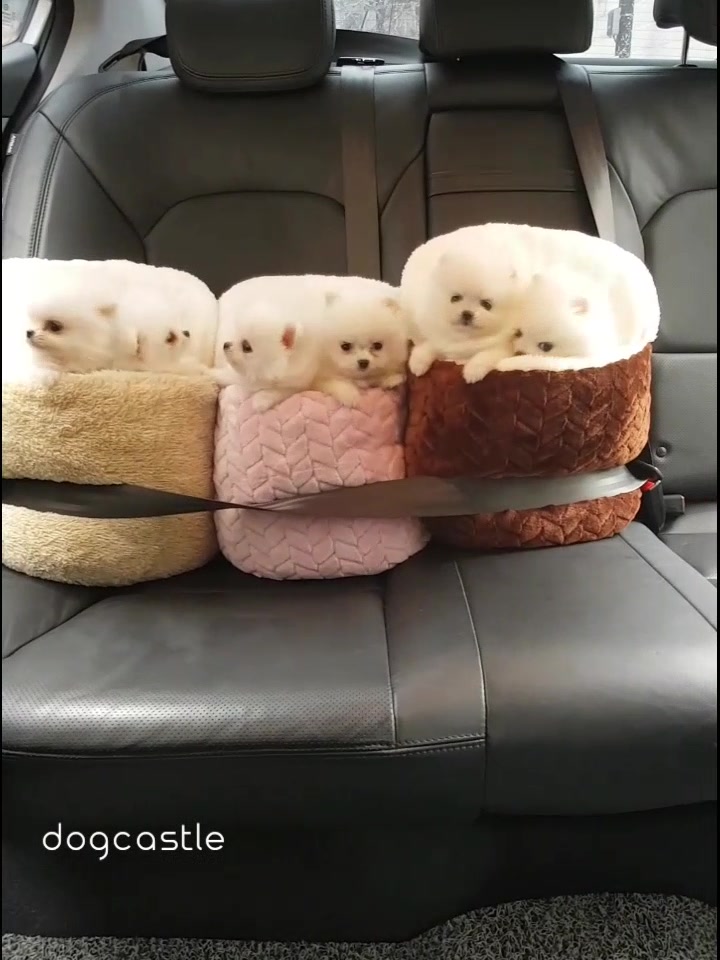 @Dogcastle_TH