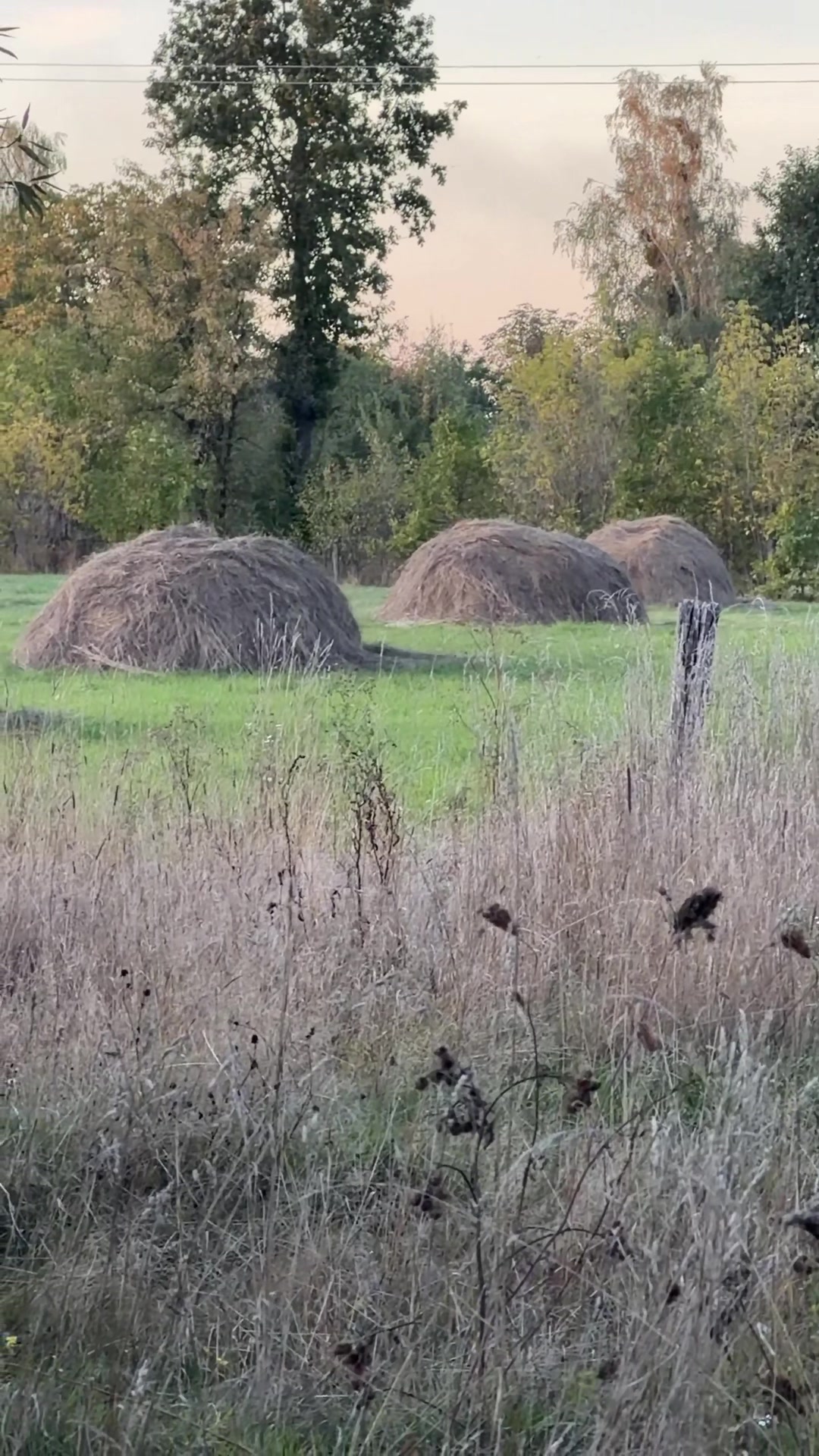 @Tura Hvost