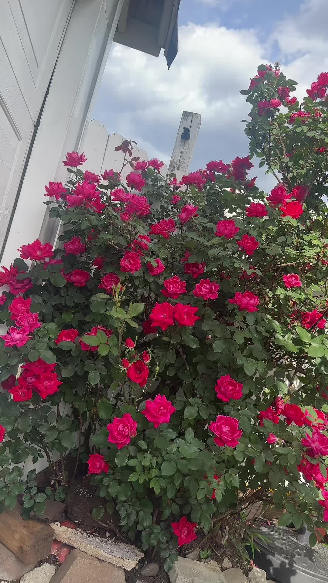 @nadirahirlall