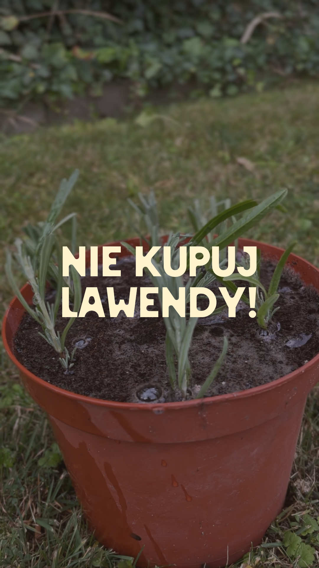 @Ogrodnik Doskonały