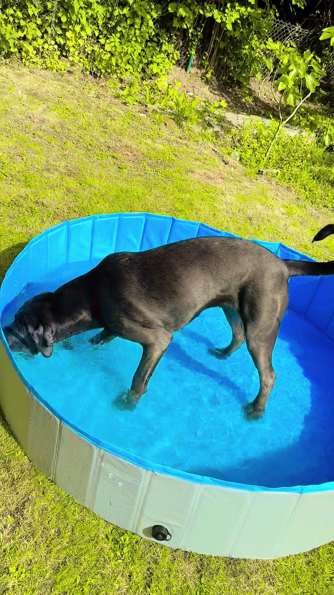@Cane Corso Ayra 🐾