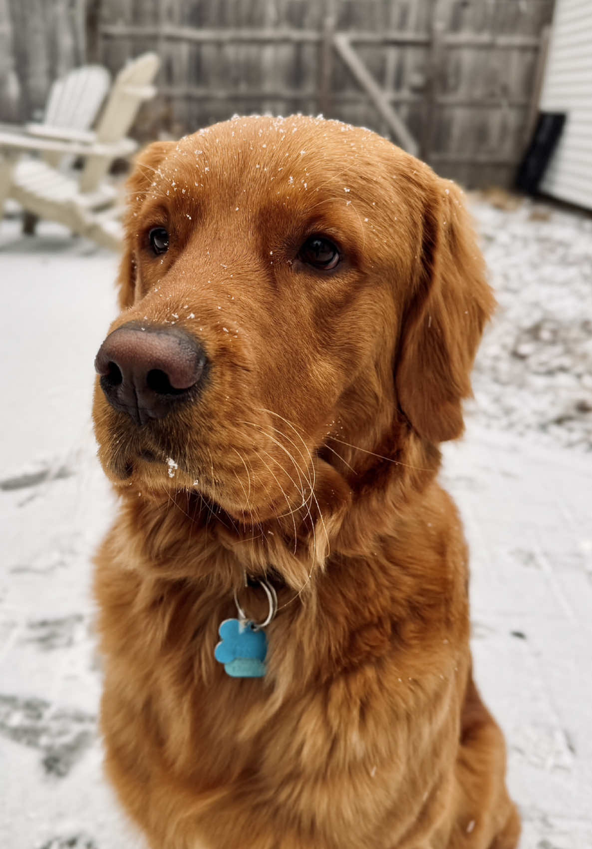 @Rooster The Red Retriever