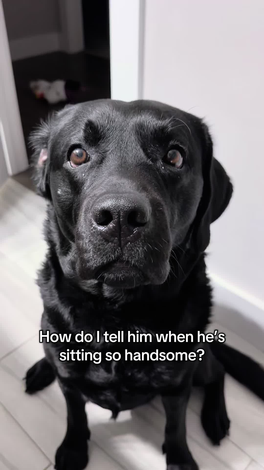 @Gunner the Good Boy Black Lab