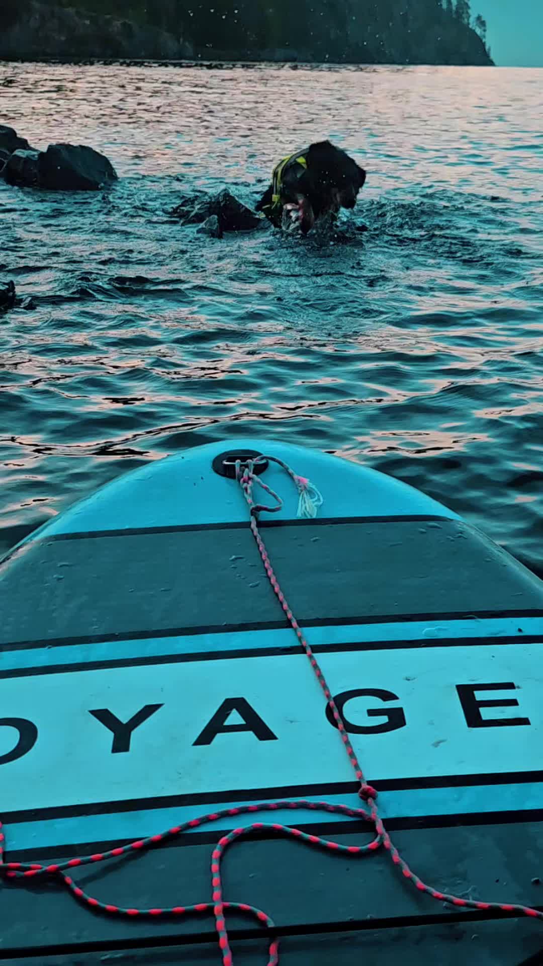 @IndiArts13🦮🌌