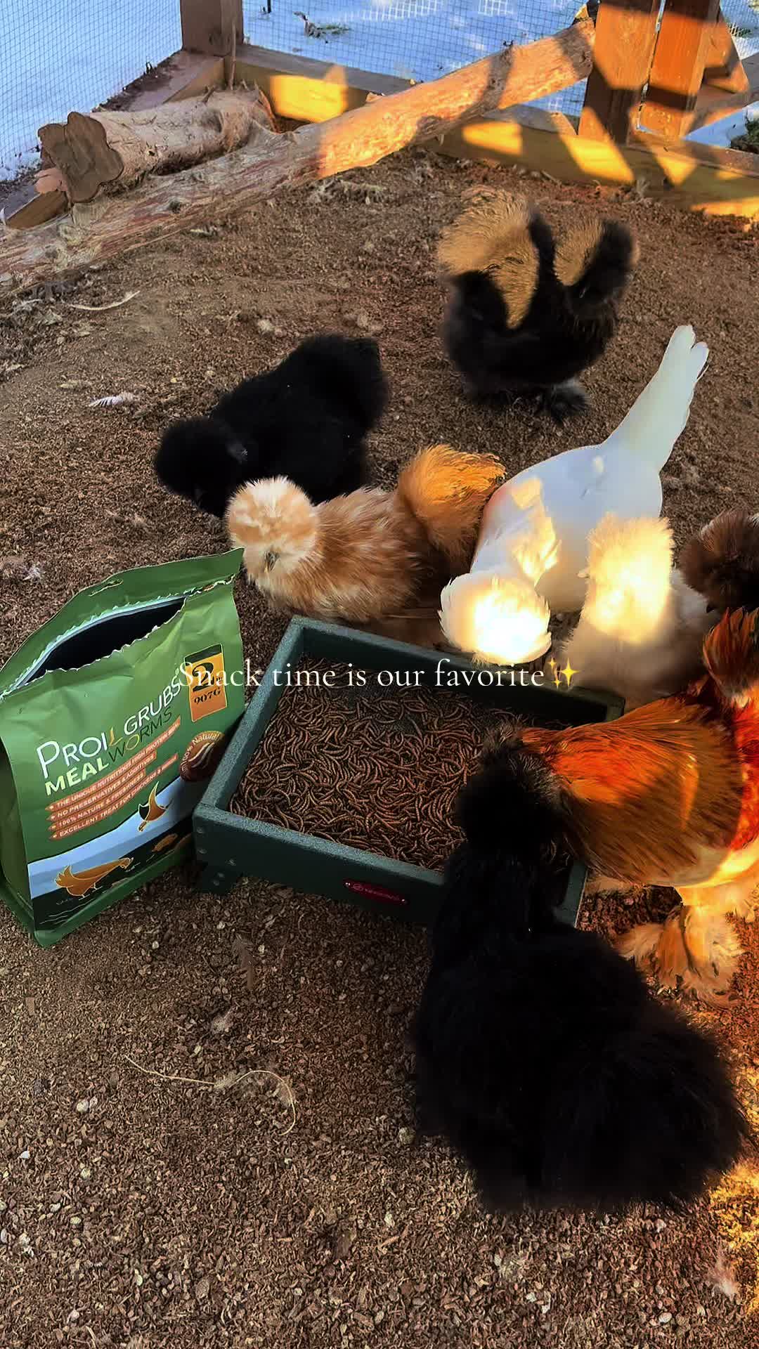 @Sunny Acres Farm🐓🌾