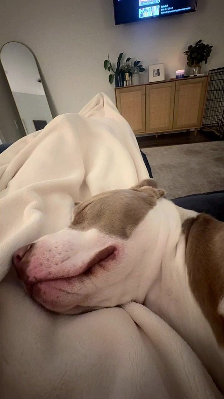 @Millie The Pitty