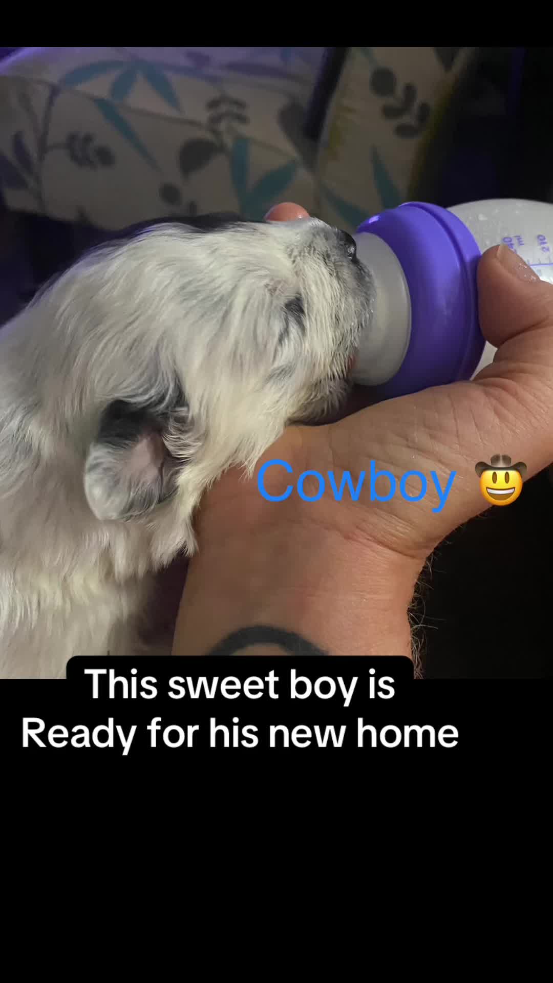 @Jessica ForgottenDogLeague