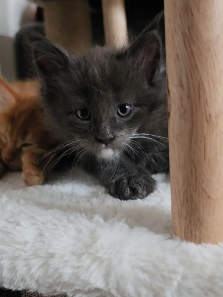 @Peaky Claws Cattery