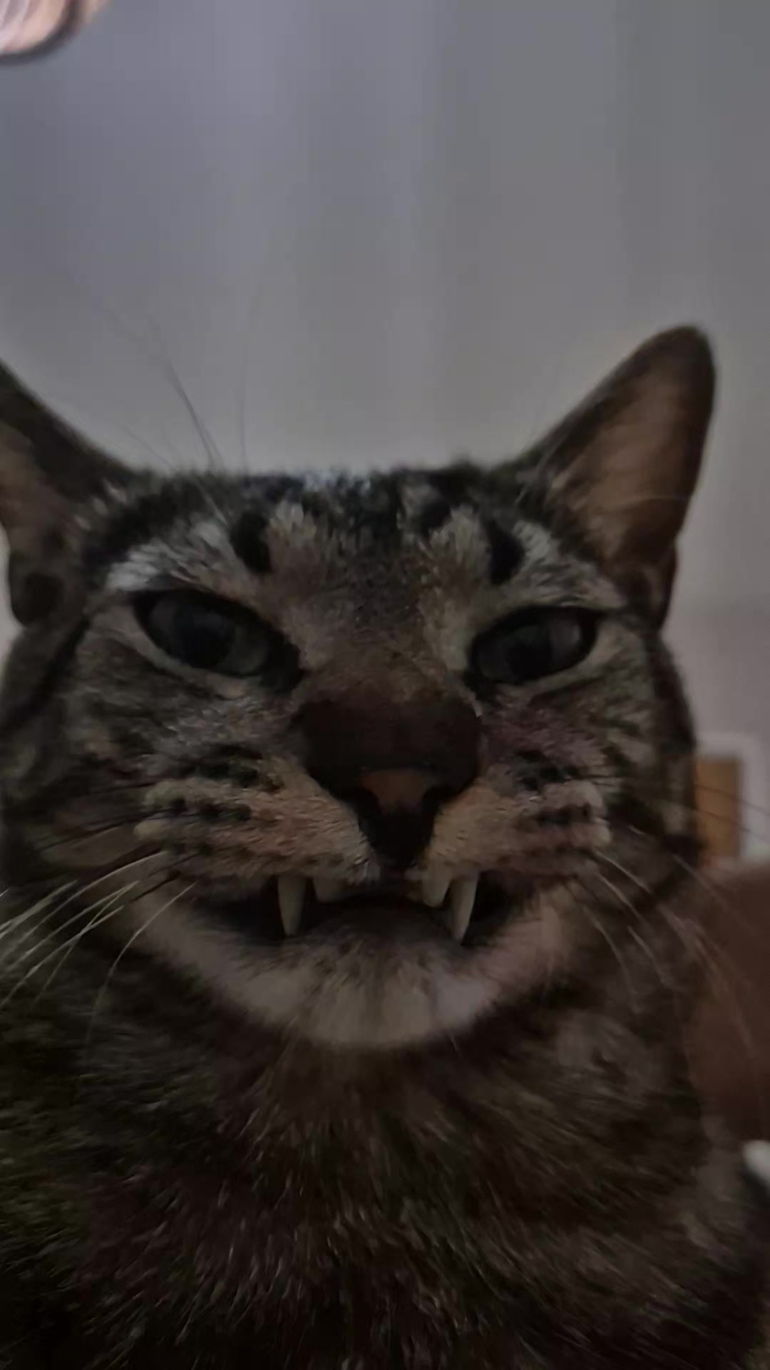 @Mushu
