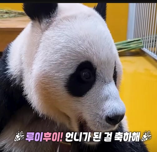 @K-PANDA kim
