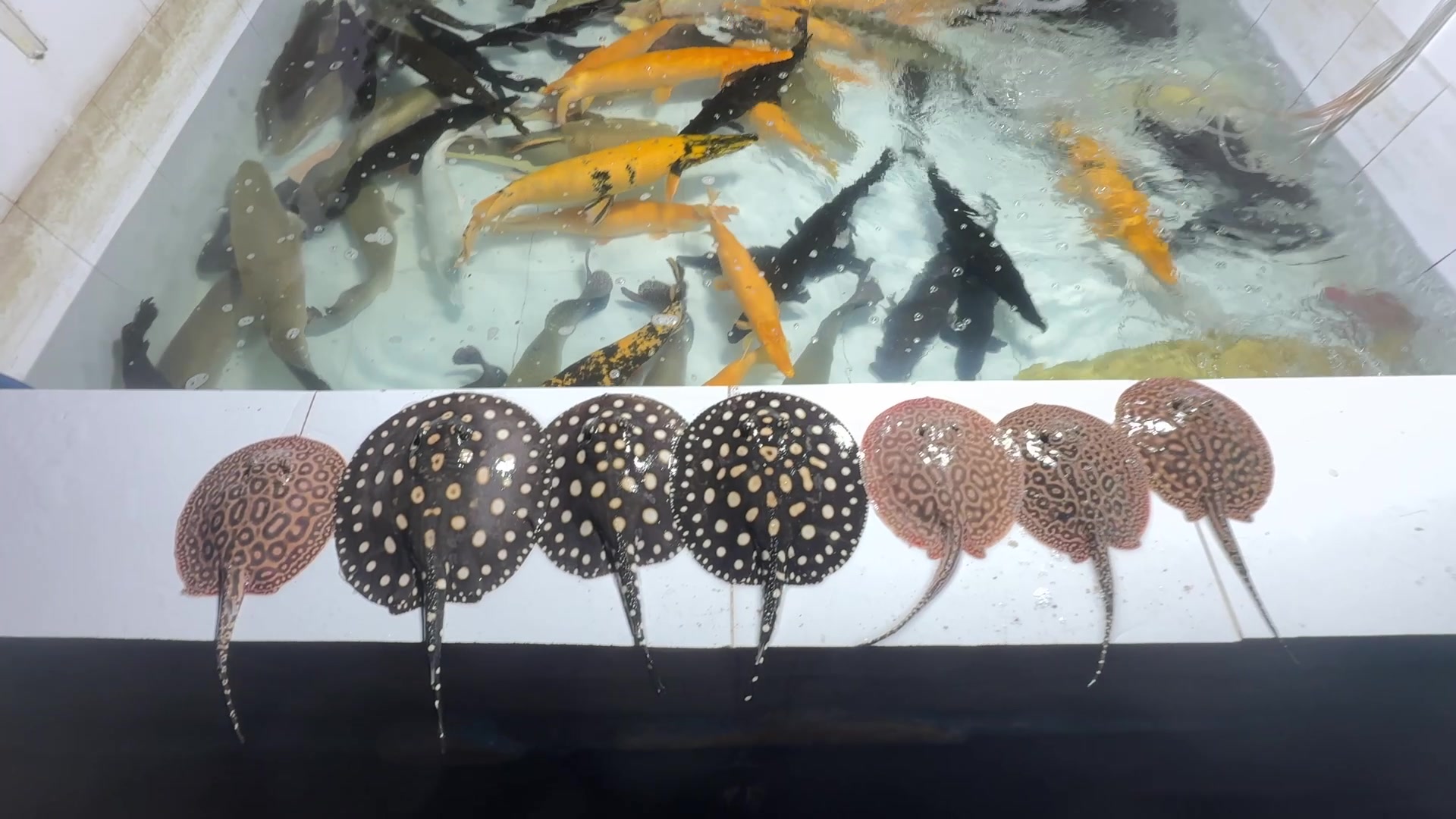@Ph&aacute;t Đạt B&aacute;n C&aacute; 😎🐠🦈