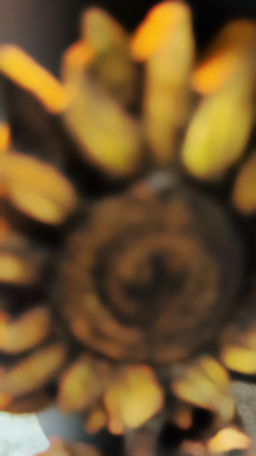 @Shelledart