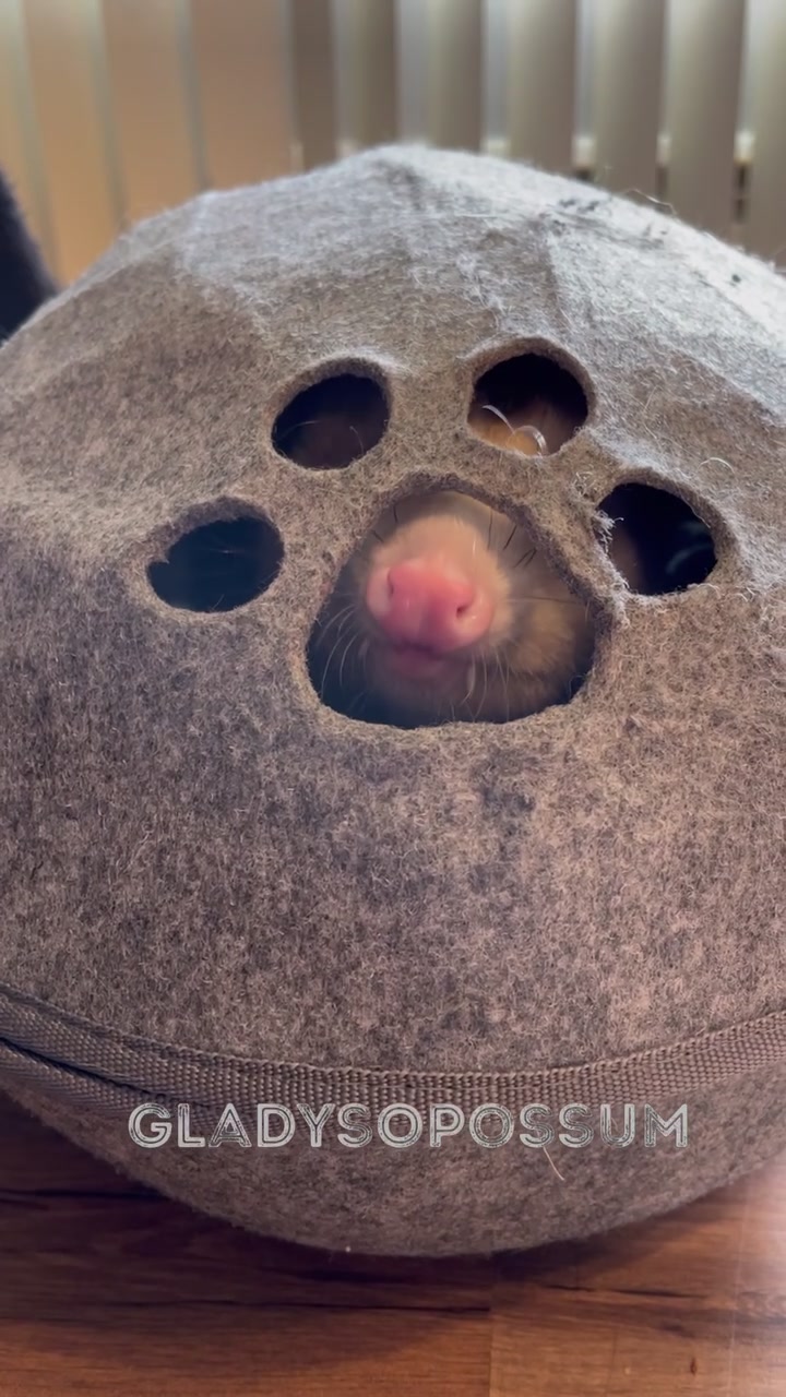 @GladysOpossum