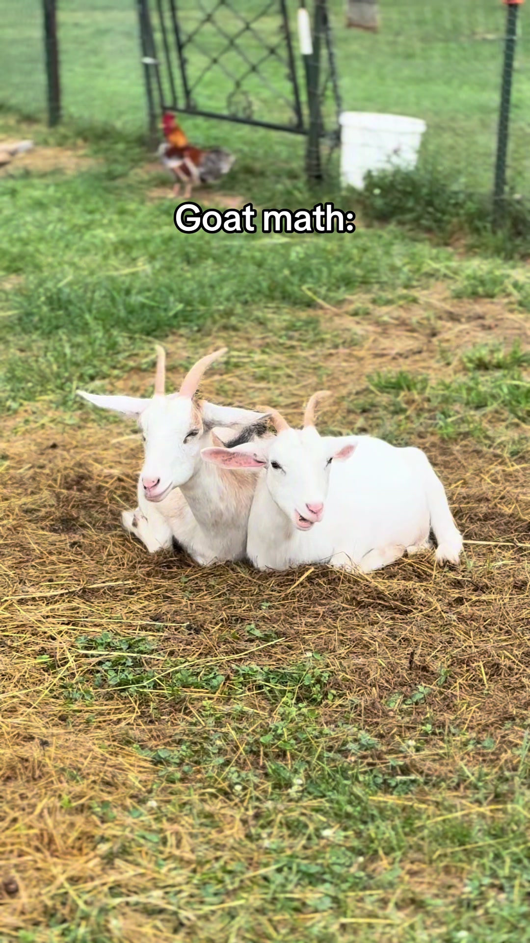 @Momma Tay🐐🐓👩🏼🌾💕