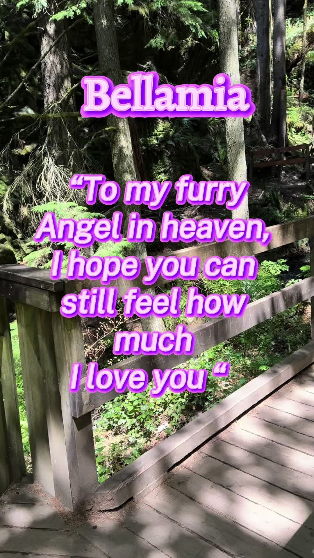 @OurRainbowBridgePets