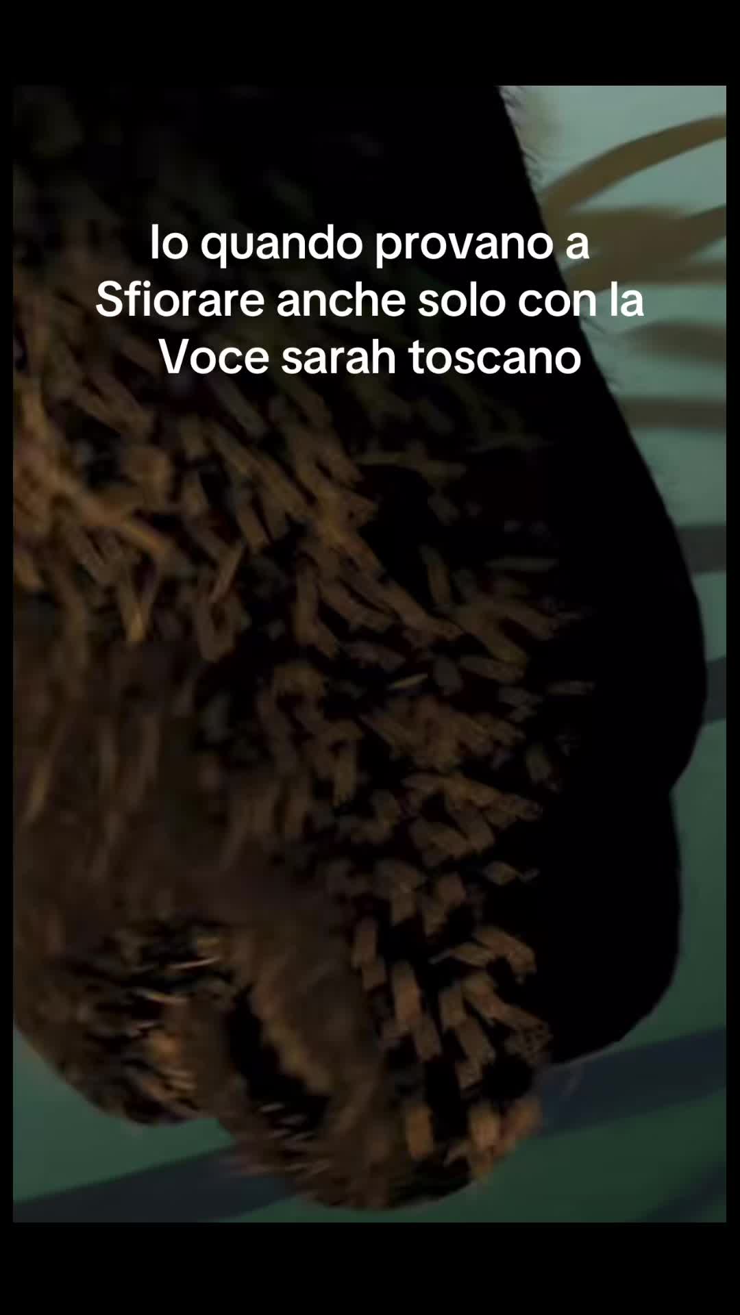 @sirene13