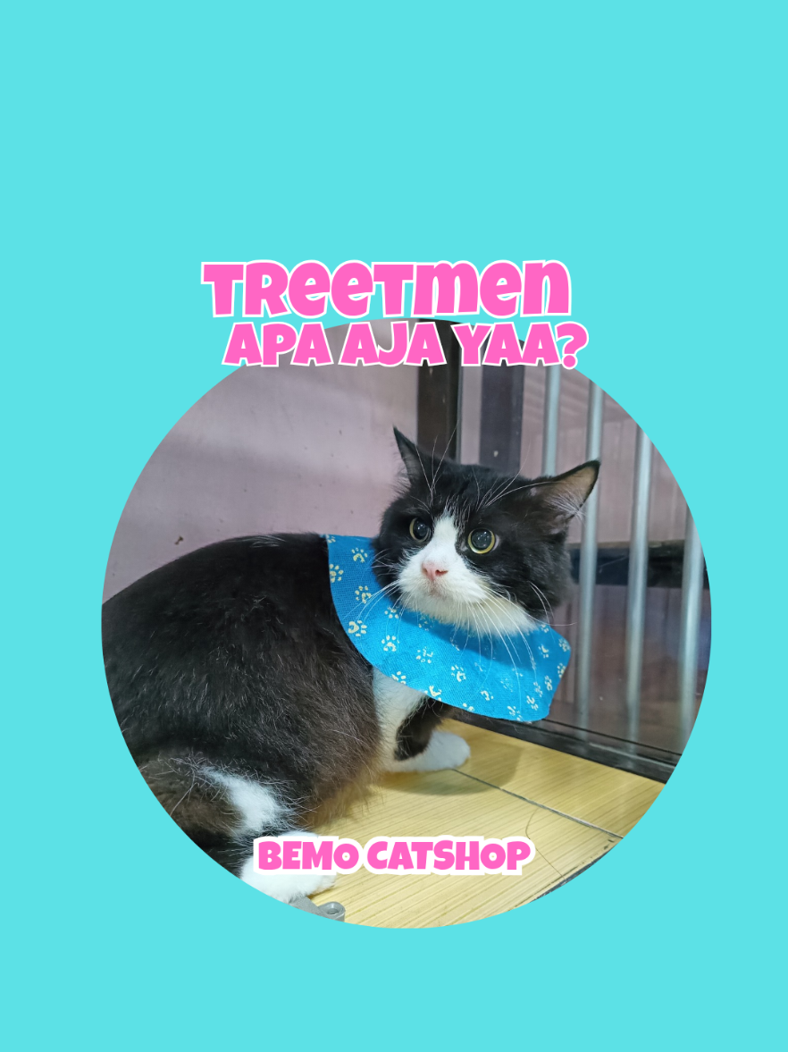 @Bemo Catshop