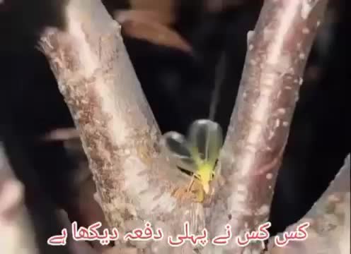 @Muhammad Raees