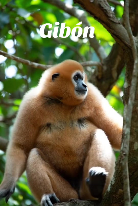 @Fauna Mundial