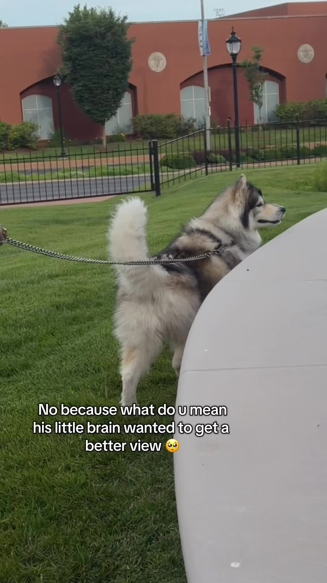 @Echo The Husky
