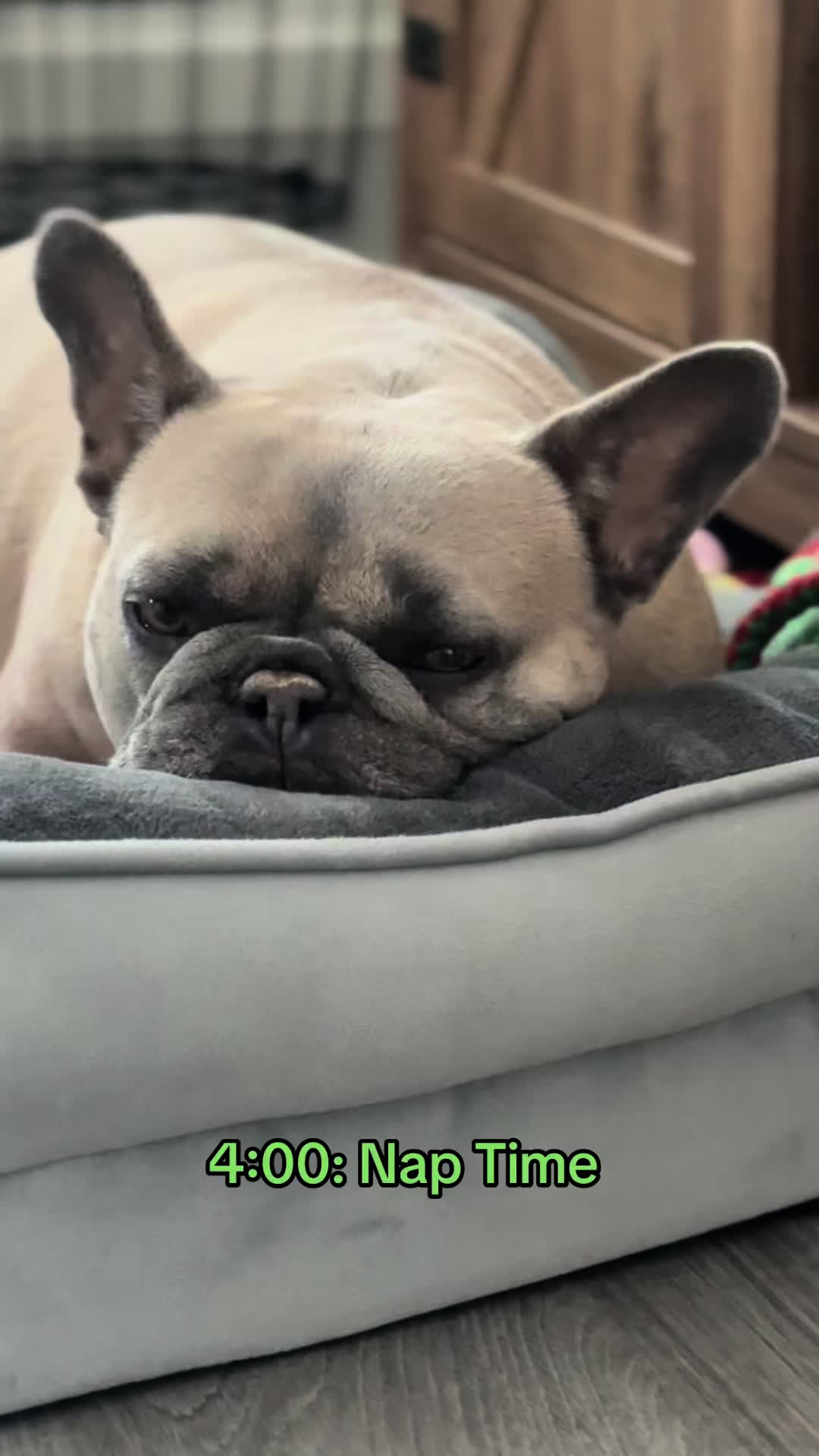 @mavisthefrenchie