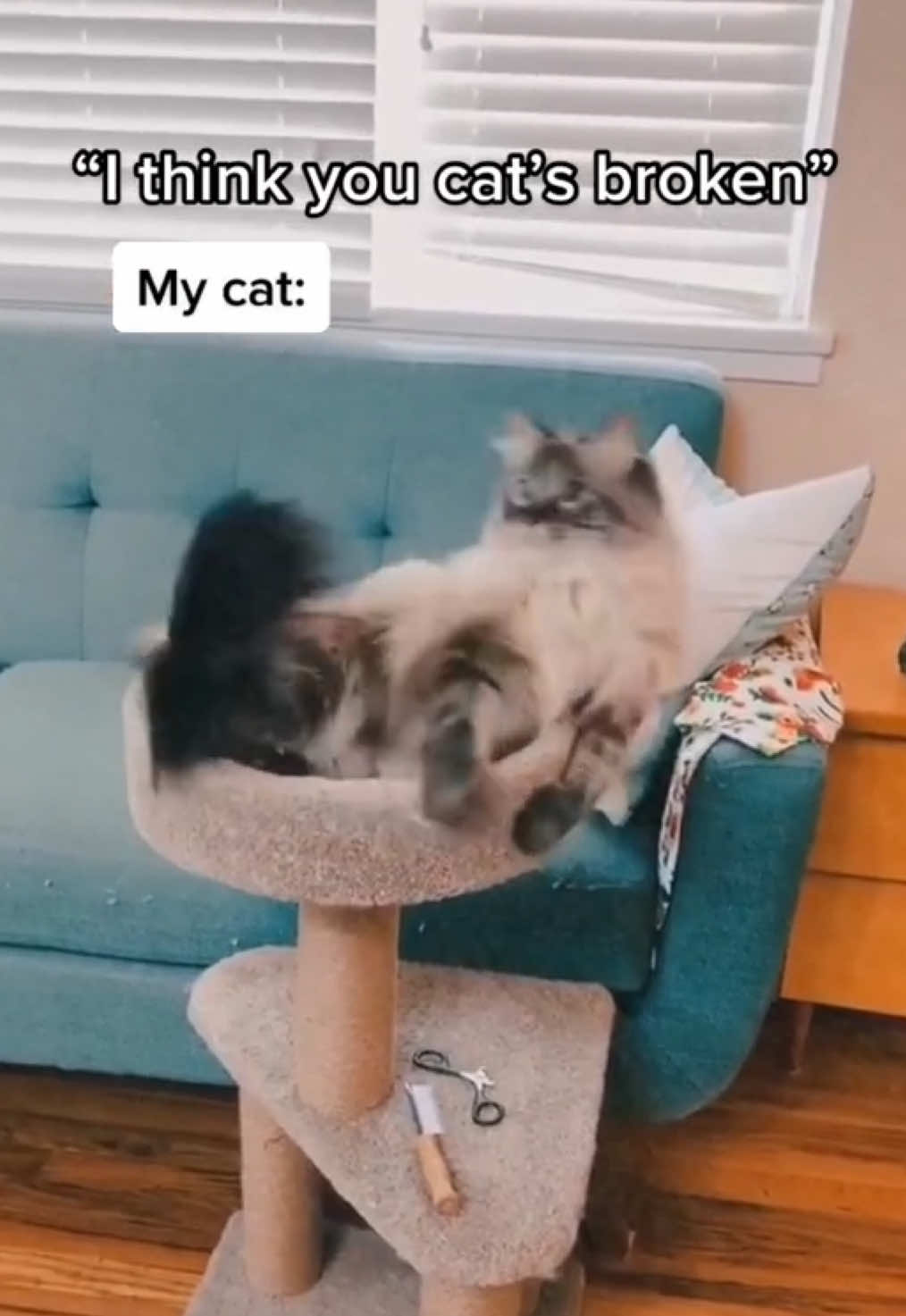 @My Cat Is People 🇨🇦