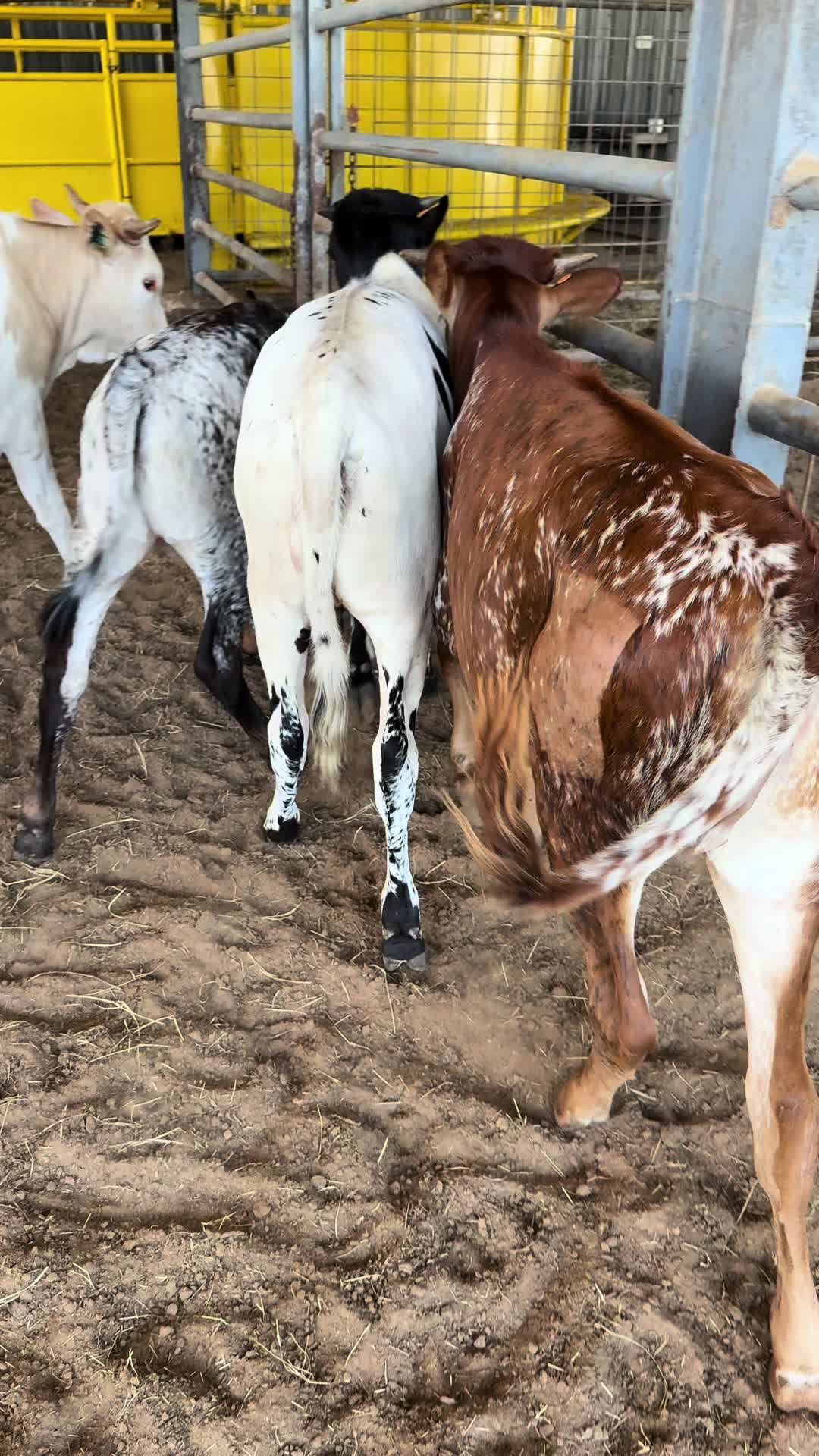 @bar_m_longhorns
