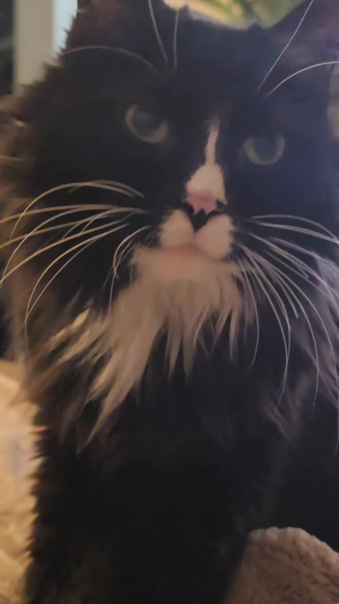 @AtticaTheTuxedoCat