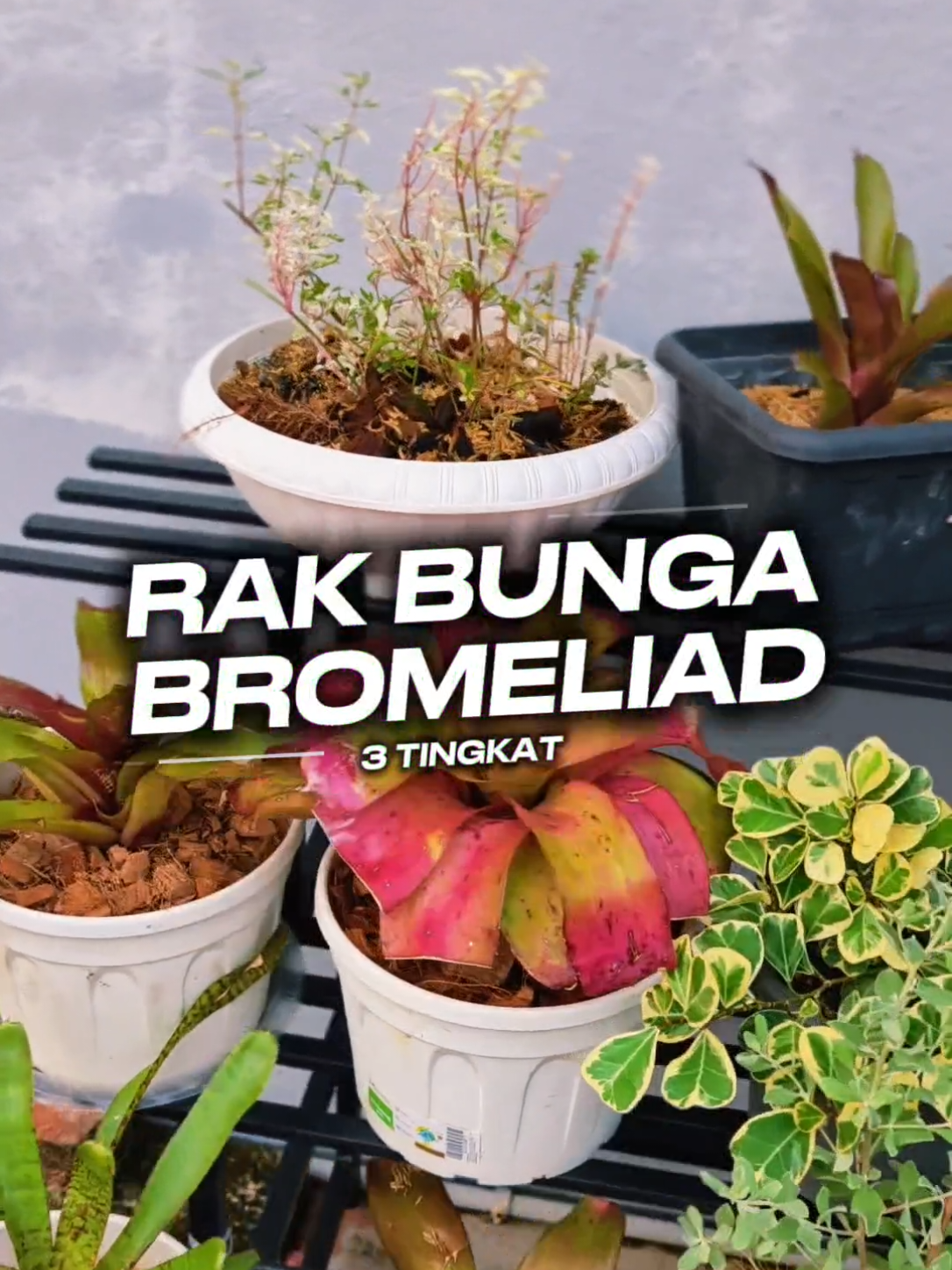 @Budak_Kampung