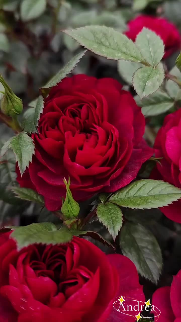 @andreacorsi298