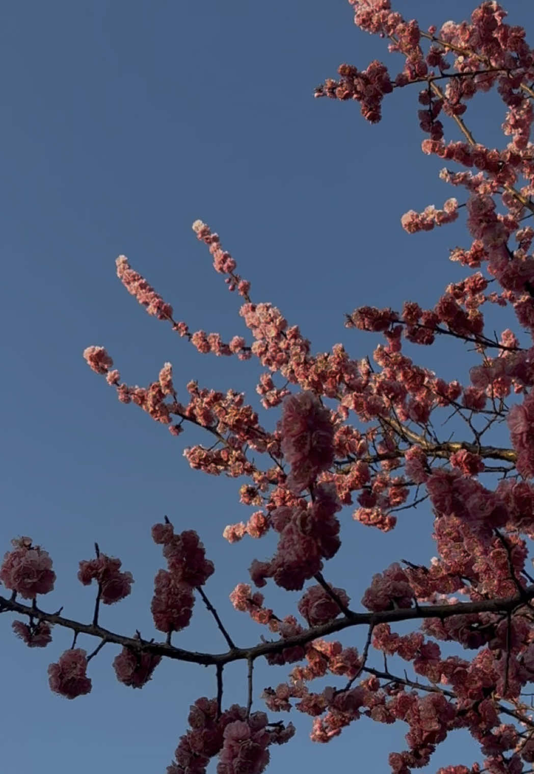 @Mim🕊️