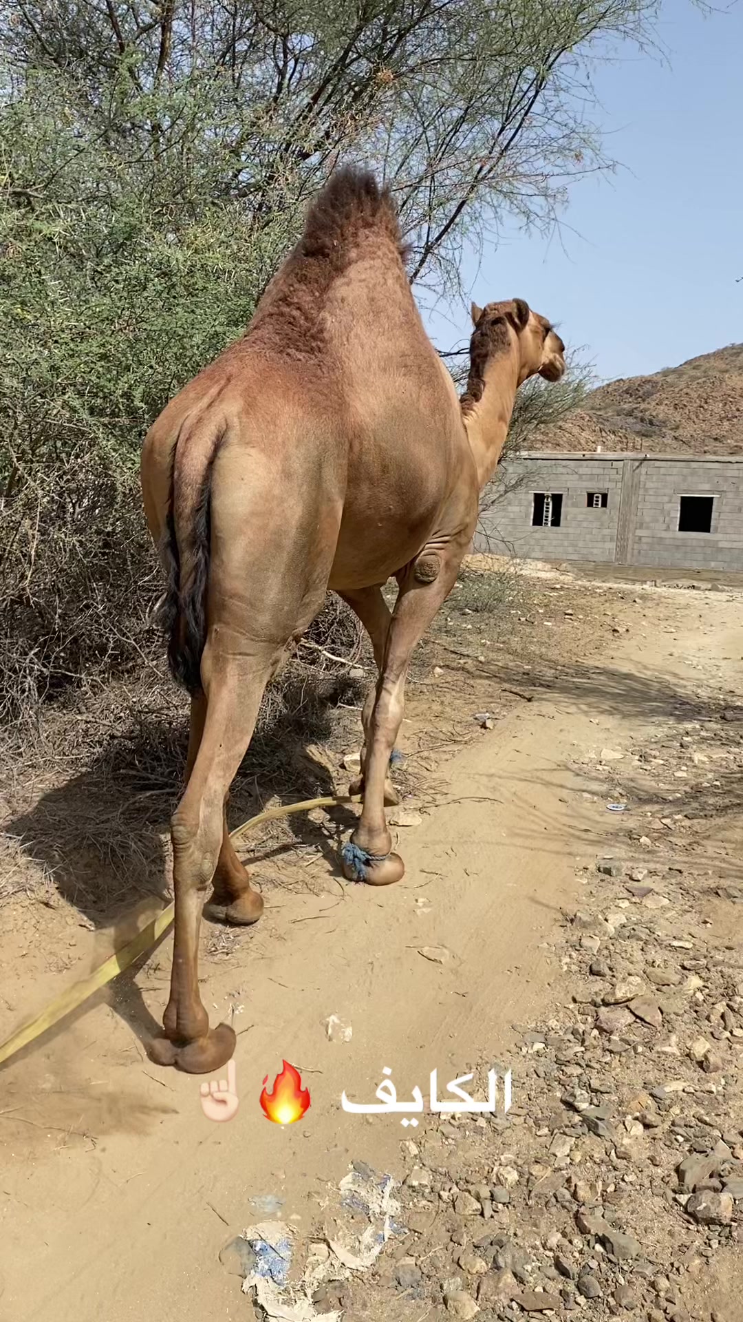@سلطان الزهراني 702
