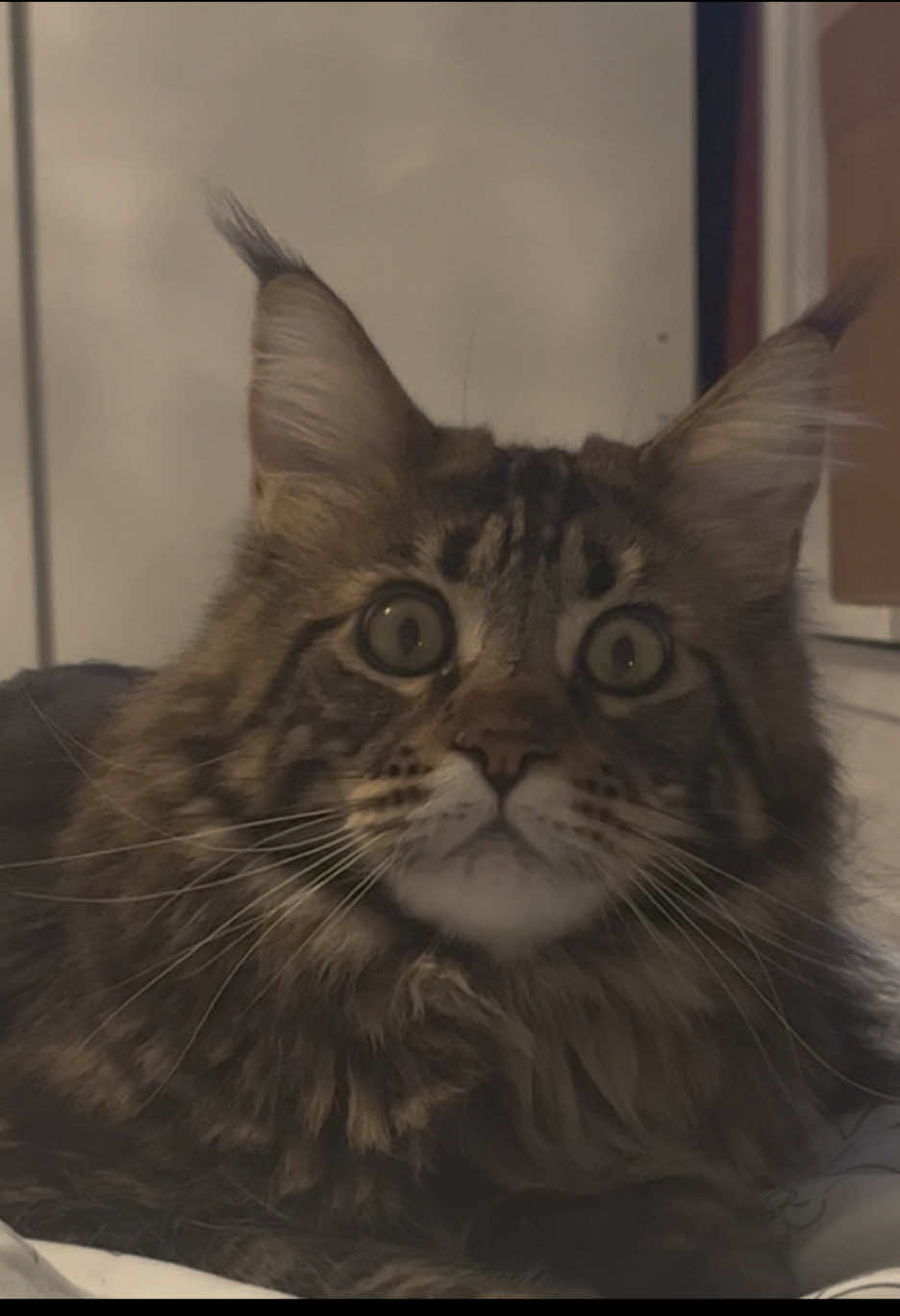 @Grapes the Maine Coon