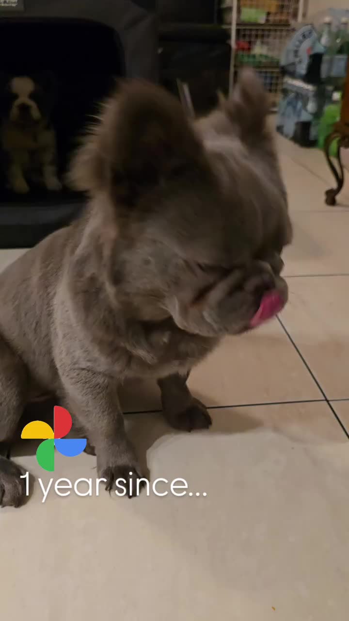 @Ryan’s Studio | Pet & Art