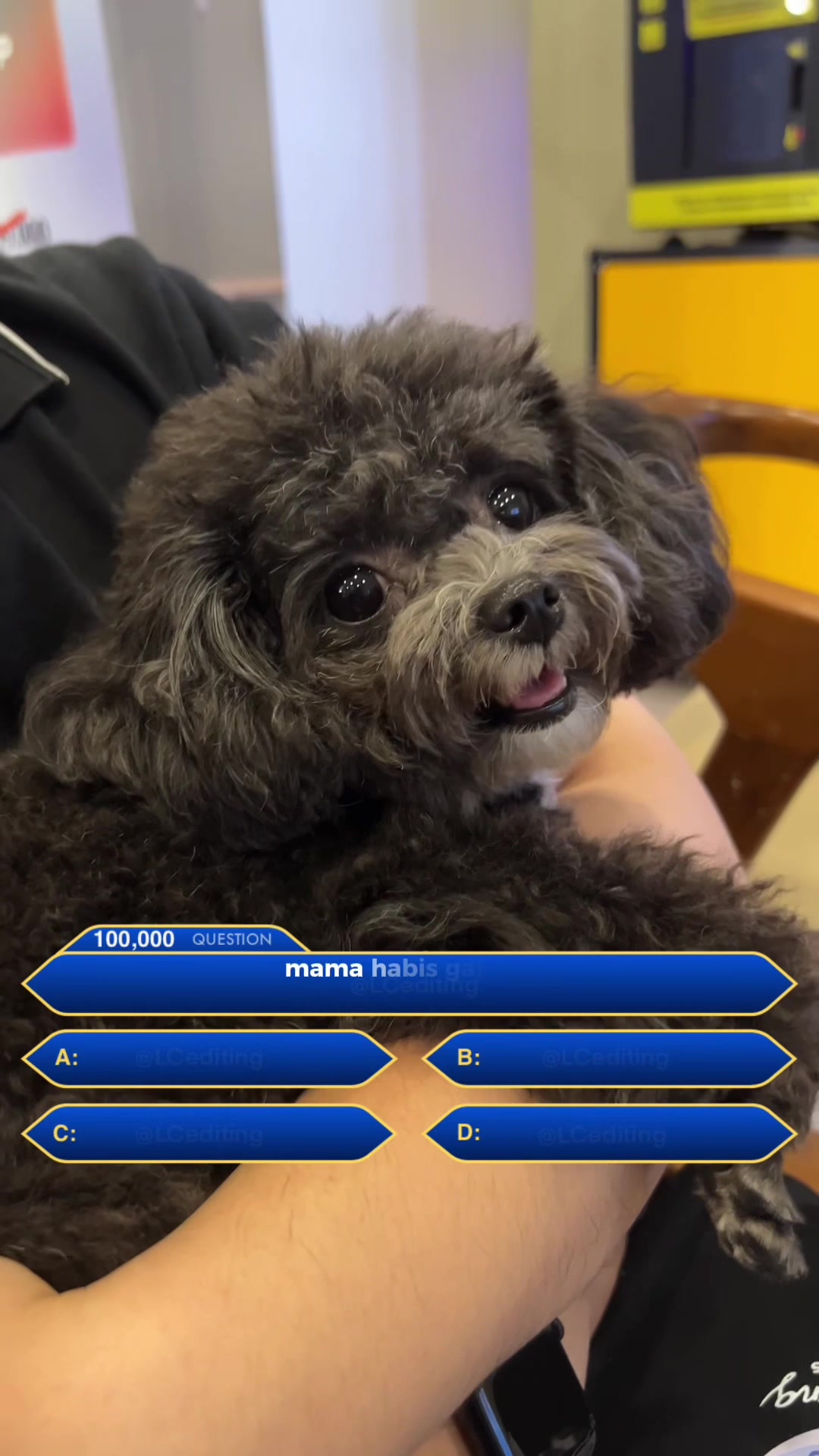 @chippi the poochon
