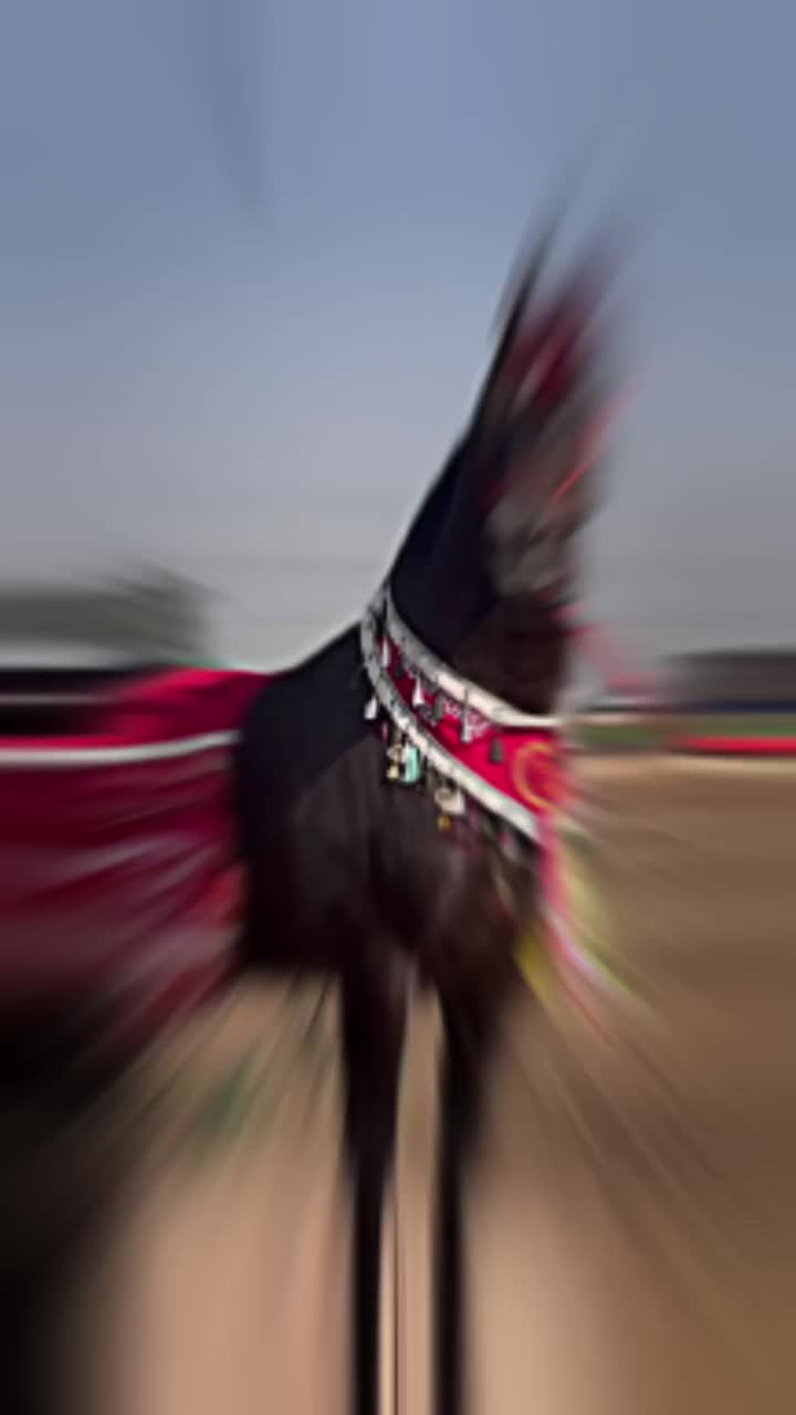 @شوق۔ پنجاب دا🐴🐴