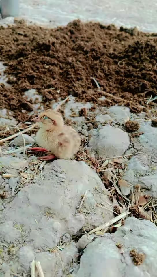 @tiktok.com/@falakshar3244